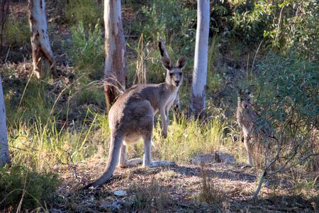 Wild wildlife kangaroo