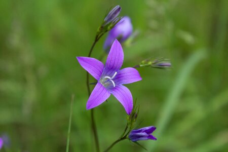 Summer bell green
