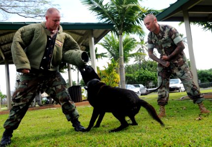 US Navy 090309-N-3666S-045 Master-At-Arms 2nd Class Michael Hartter, left, and Master-At-Arms 2nd Class Jeye Pena, both assigned to Naval Station Pearl Harbor Security, conduct bite-work training with military police working do photo