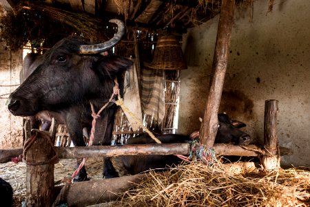 USAID Measuring Impact Conservation Enterprise Retrospective (Nepal; National Trust for Nature Conservation) (39403832915)