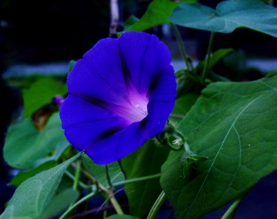 Morning glory blossom