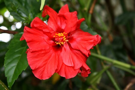 Hibiscus flower red photo