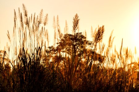 USAID Measuring Impact Conservation Enterprise Retrospective (Nepal; National Trust for Nature Conservation) (40301508811)