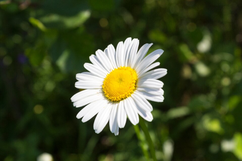 Summer garden daisy