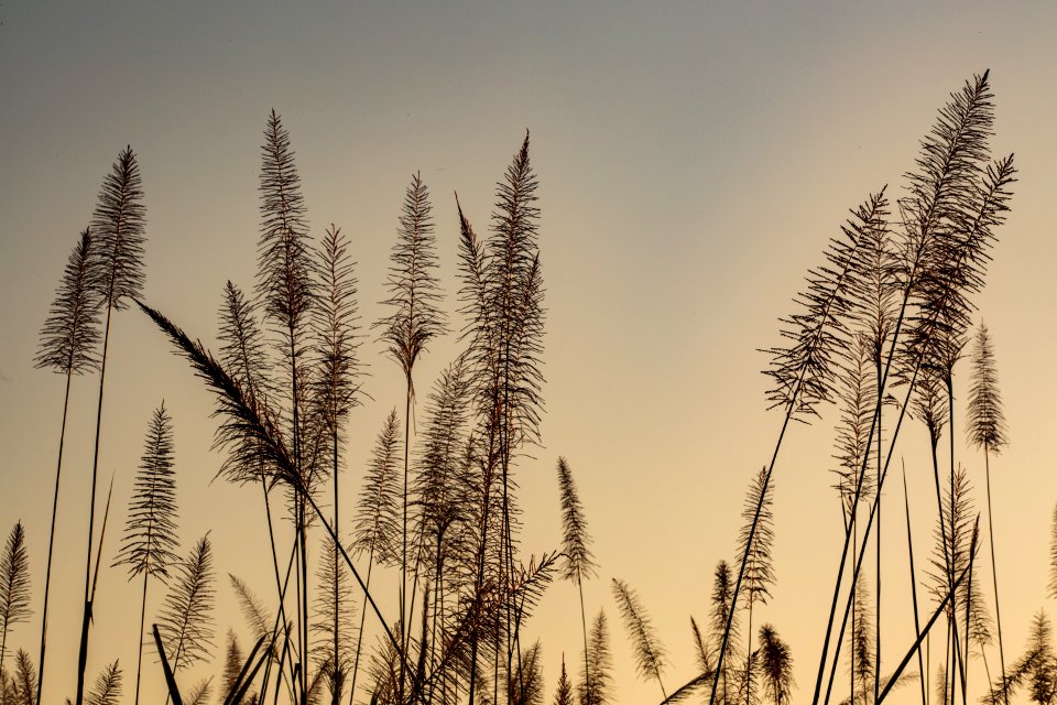 USAID Measuring Impact Conservation Enterprise Retrospective (Nepal; National Trust for Nature Conservation) (40256508992)