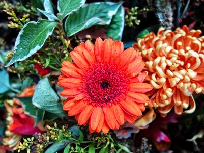 Plant flower bouquet flower arrangement