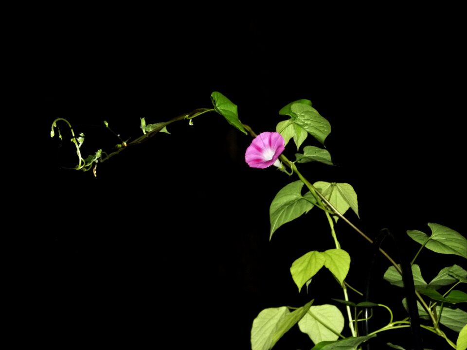 Morning glory blossom