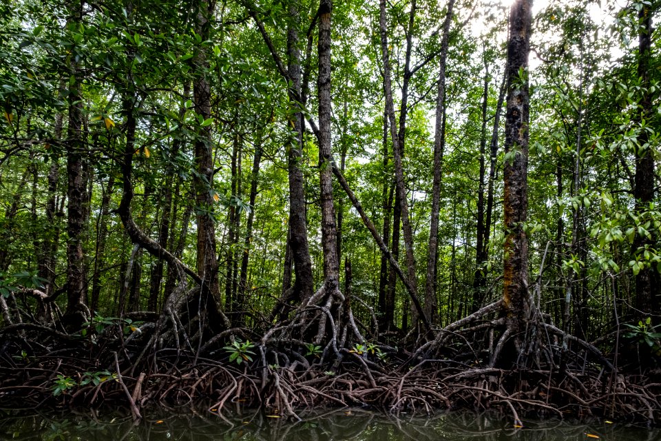 USAID Measuring Impact Conservation Enterprise Retrospective (Philippines; Nagkakaisang Tribu ng Palawan) (26420955048)