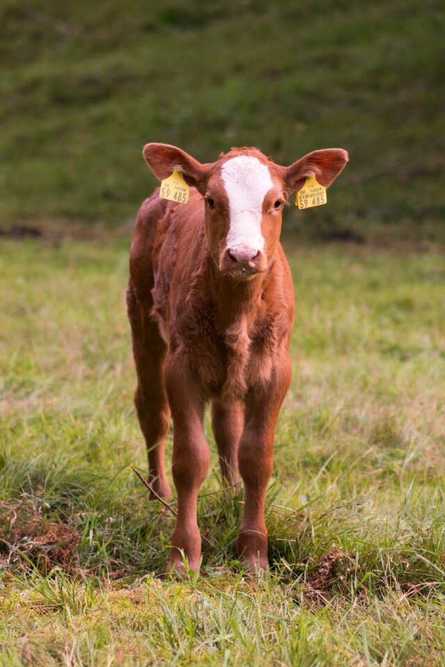 Pasture cows agriculture