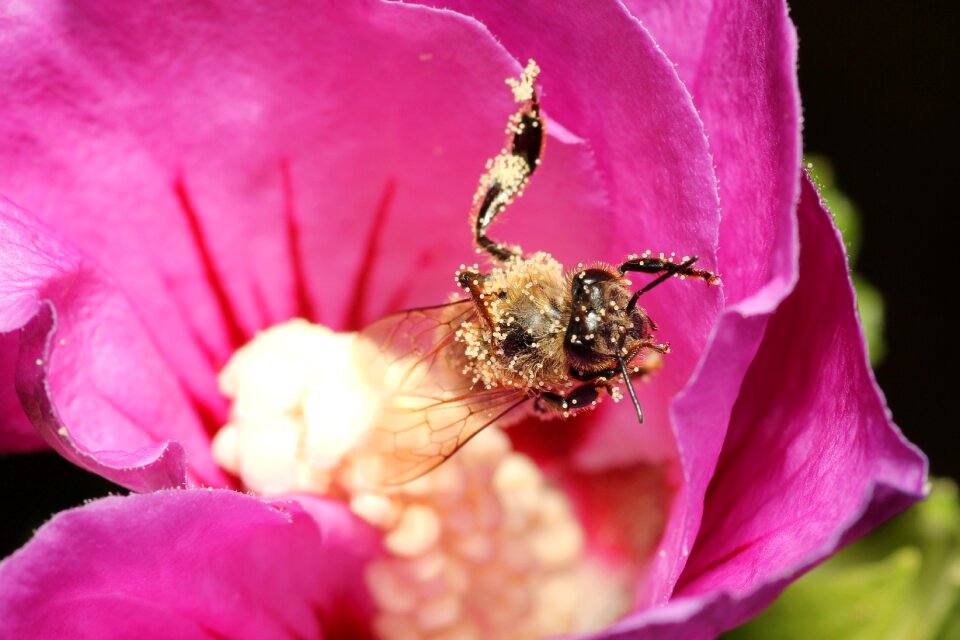 Close up flower nature