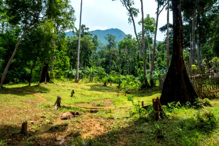 USAID Measuring Impact Conservation Enterprise Retrospective (Philippines; Nagkakaisang Tribu ng Palawan) (39581658894)