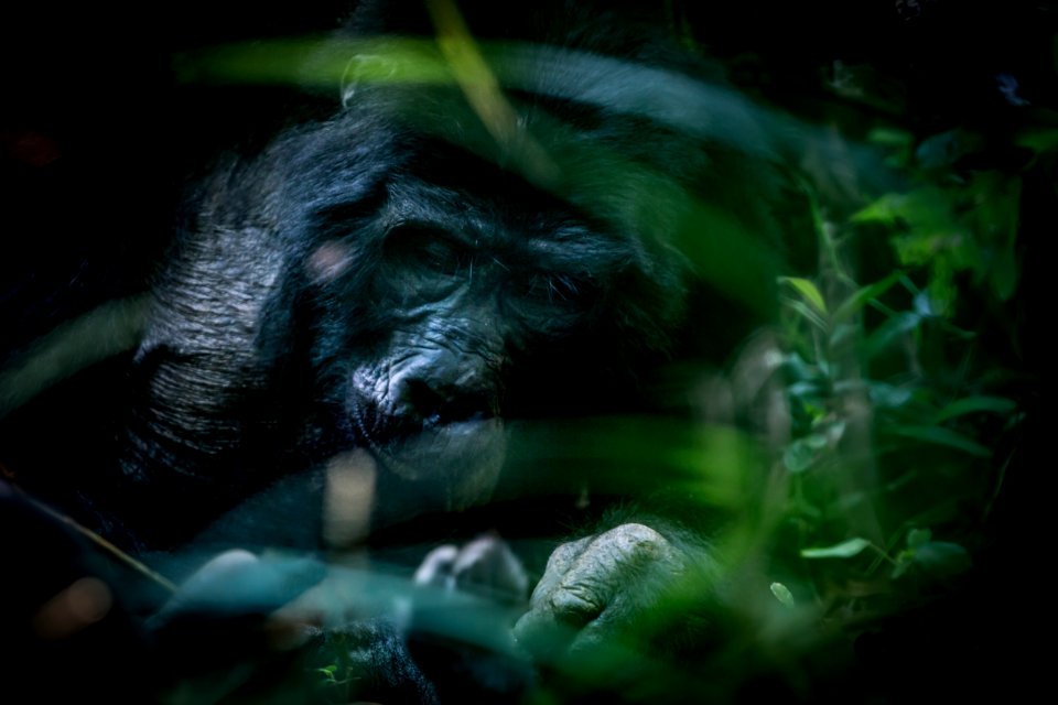 USAID Measuring Impact Conservation Enterprise Retrospective (Uganda; International Gorilla Conservation Program) (25422607157)