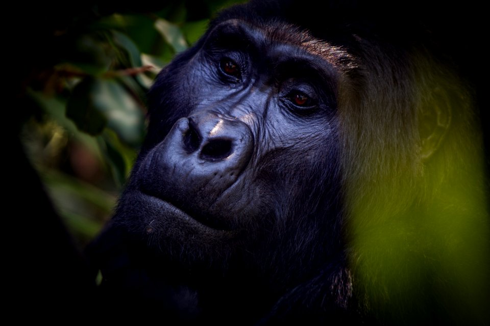 USAID Measuring Impact Conservation Enterprise Retrospective (Uganda; International Gorilla Conservation Program) (39396355345)