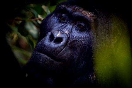 USAID Measuring Impact Conservation Enterprise Retrospective (Uganda; International Gorilla Conservation Program) (39396355345)