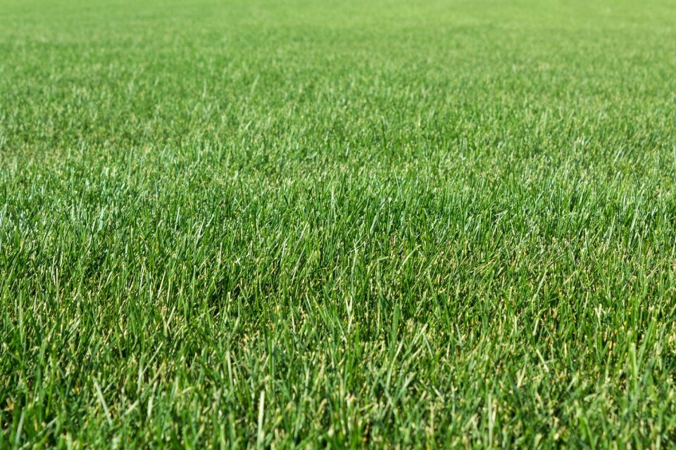 Shoots summer lawn