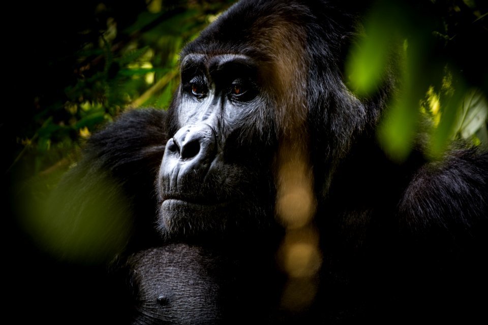 USAID Measuring Impact Conservation Enterprise Retrospective (Uganda; International Gorilla Conservation Program) (26421393388)