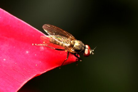 Animal fly close up photo