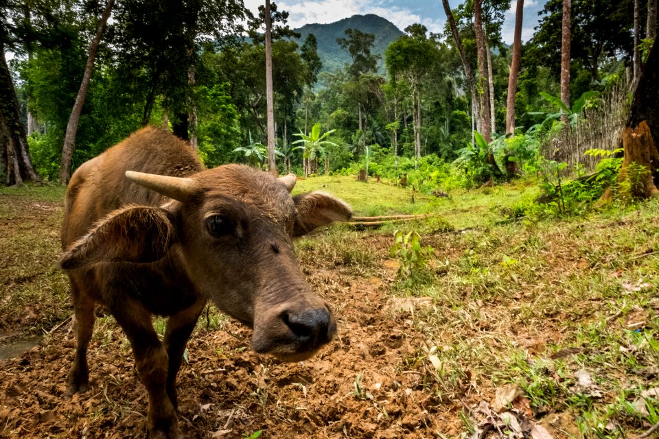 USAID Measuring Impact Conservation Enterprise Retrospective (Philippines; Nagkakaisang Tribu ng Palawan) (40293249561)