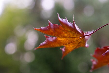 Maple red bokeh