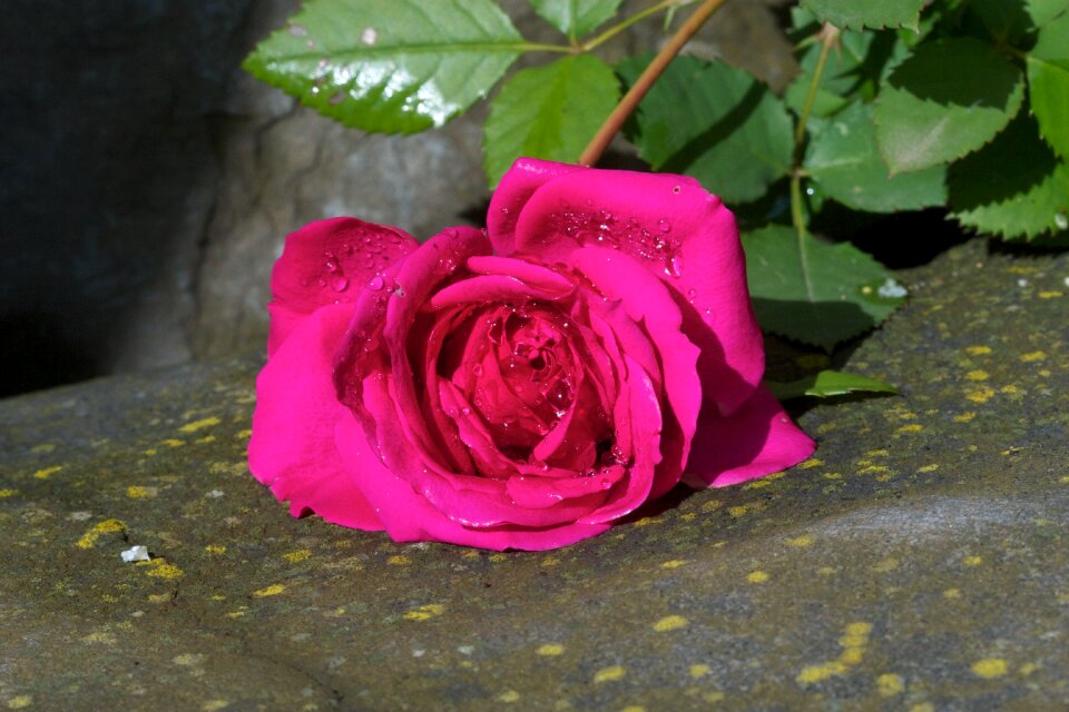 Nature rose leaf