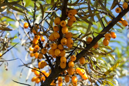 Plant sea-buckthorn berry