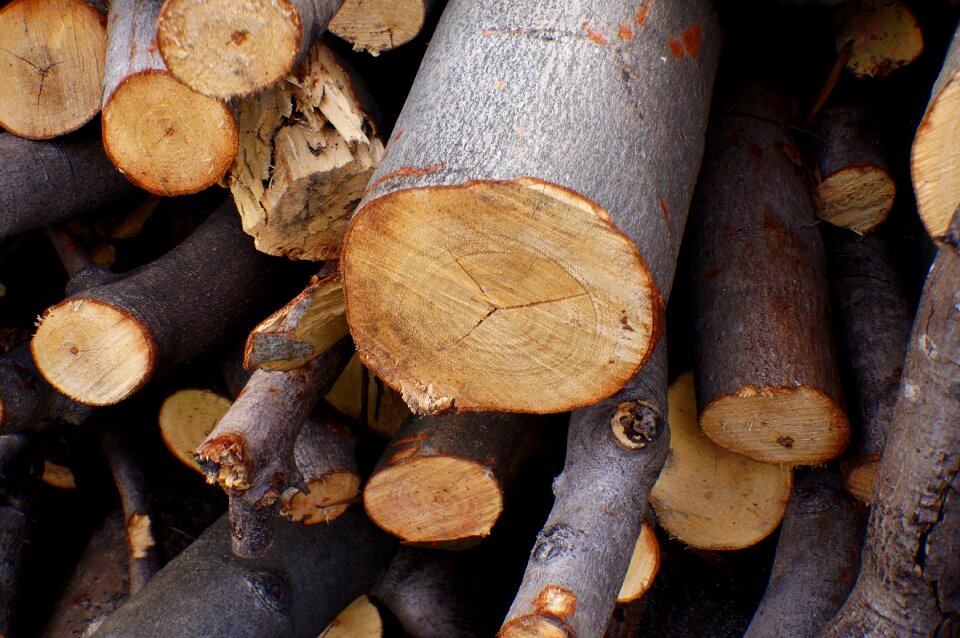 Lumbering natural devastating