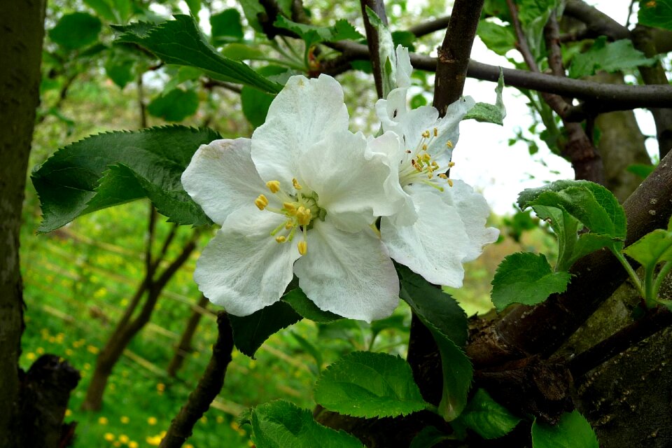 Flowering tree spring sad