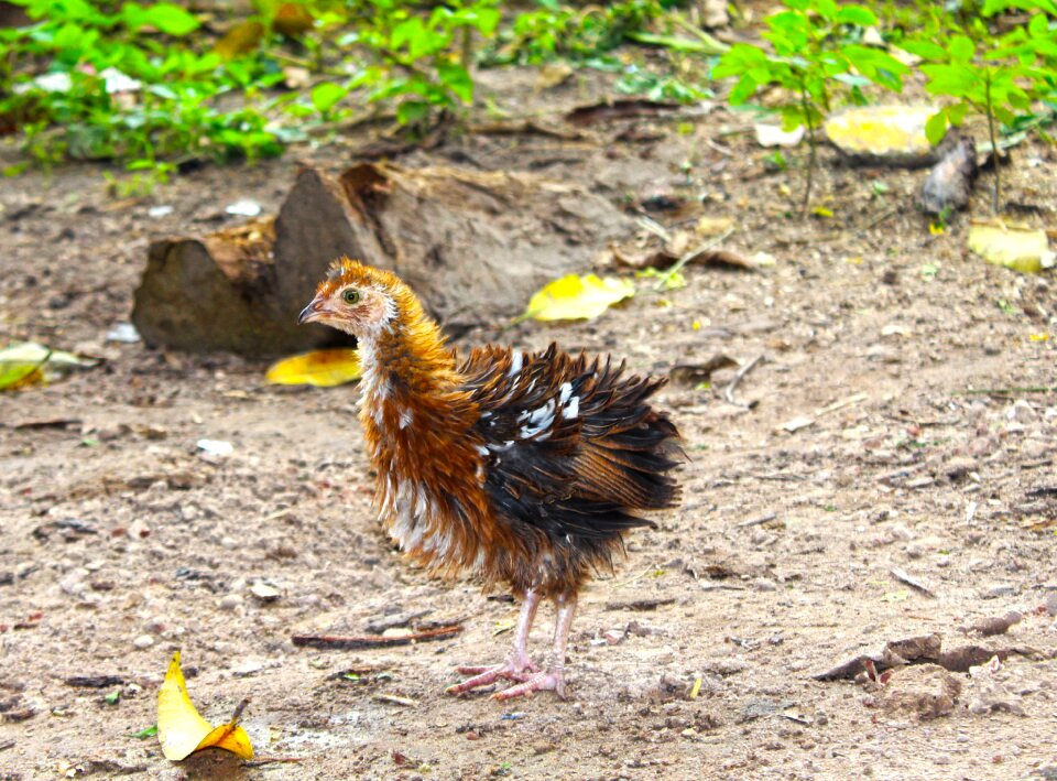 Poultry little nature photo