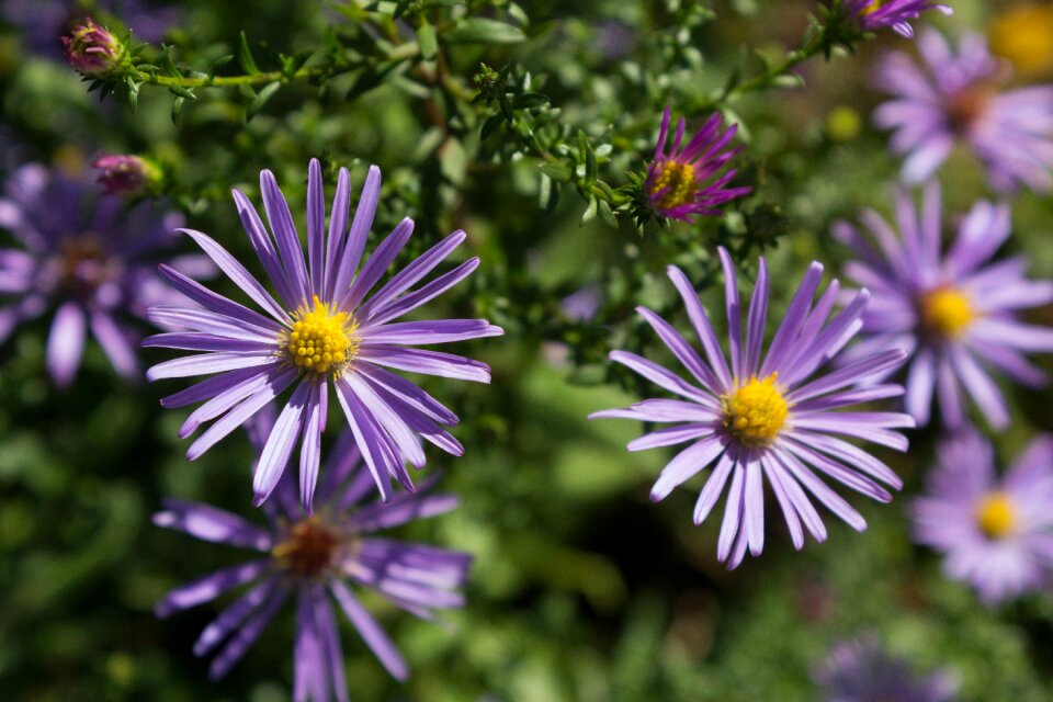 Autumn astra purple