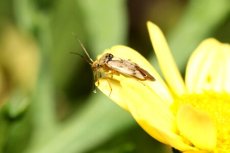 Macro nature summer photo