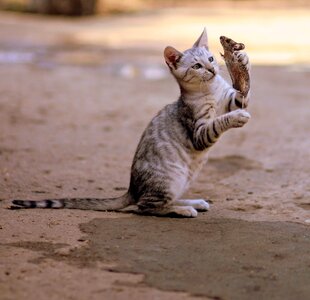 Animal wild cute