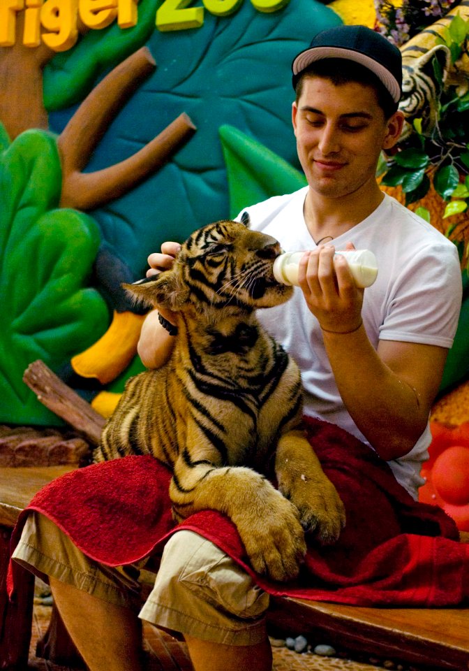 US Navy 090411-N-3541A-046 Aviation Boatswain's Mate Airman Julian Lugo, from Los Angeles embarked aboard the Nimitz-class aircraft carrier USS John C. Stennis (CVN 74), feeds an adolescent tiger