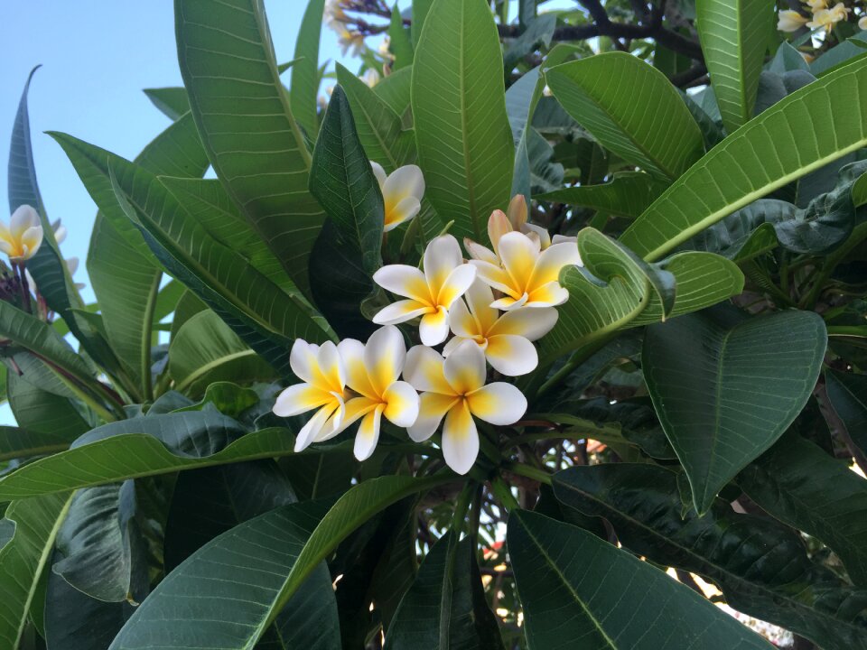 Nature flower exotic