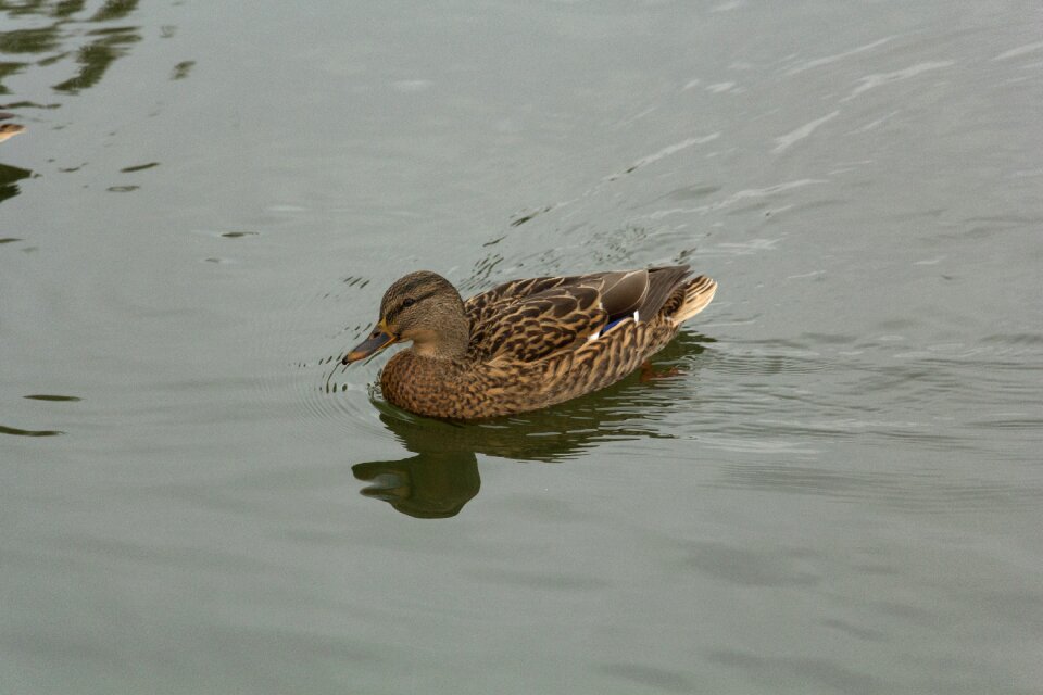 Bird nature duck