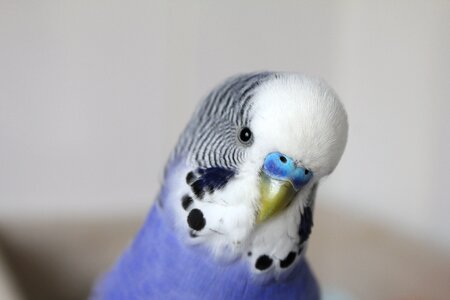 Pet bird plumage photo