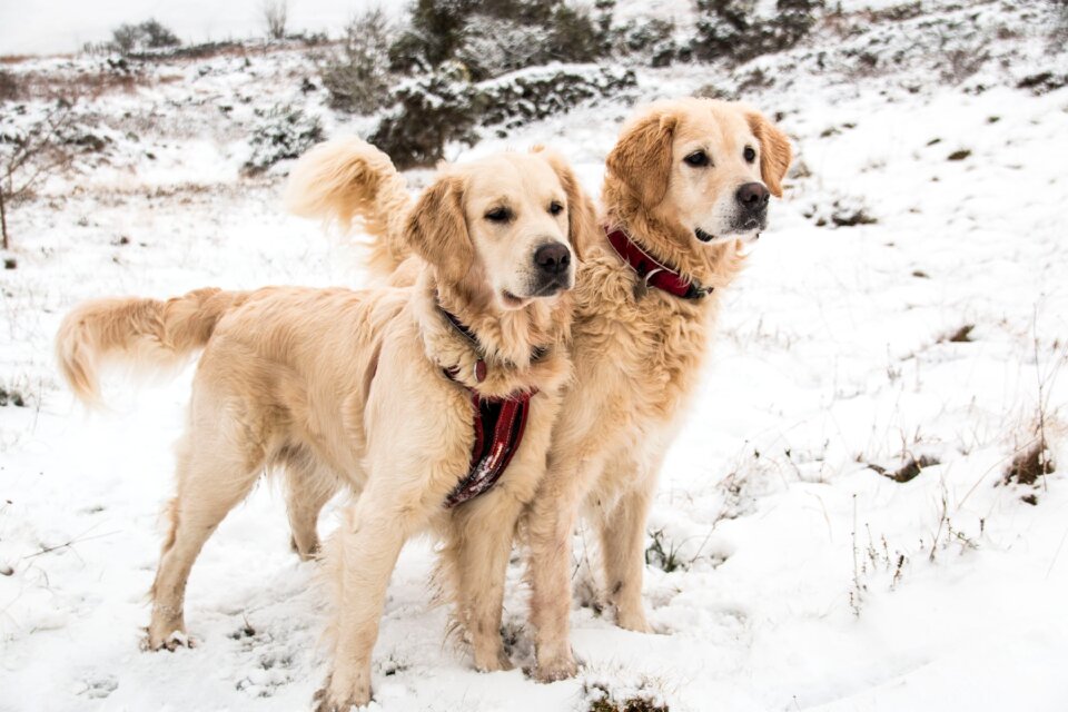 Winter pet domestic