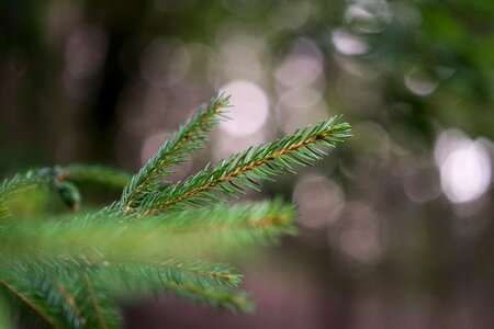 Firs macro bokeh