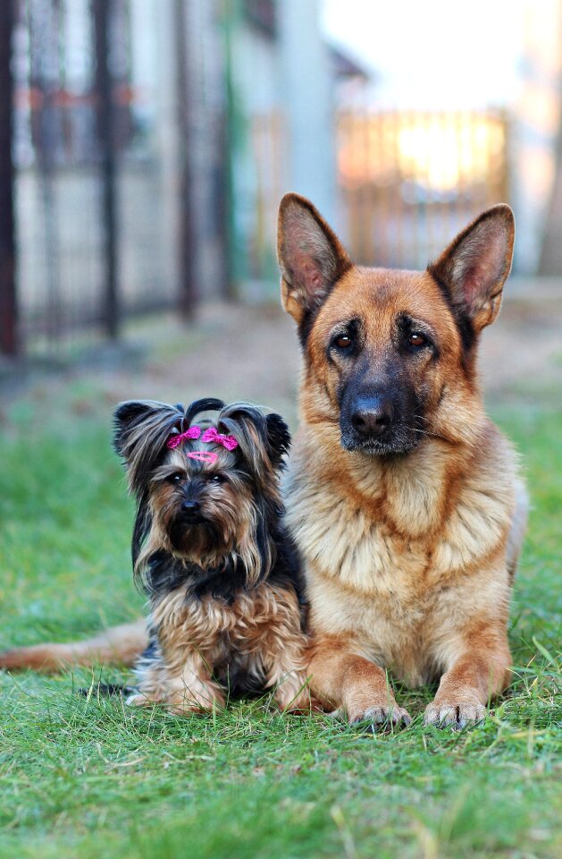 Dogs friendship cute