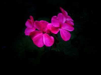 Decoration design blossom