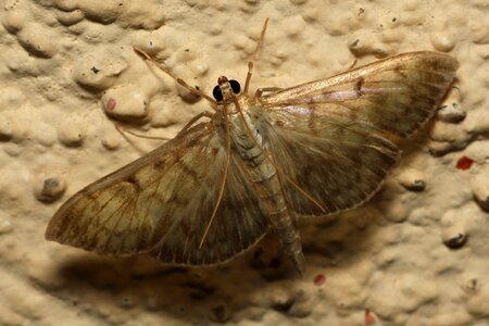 Insect wing moth