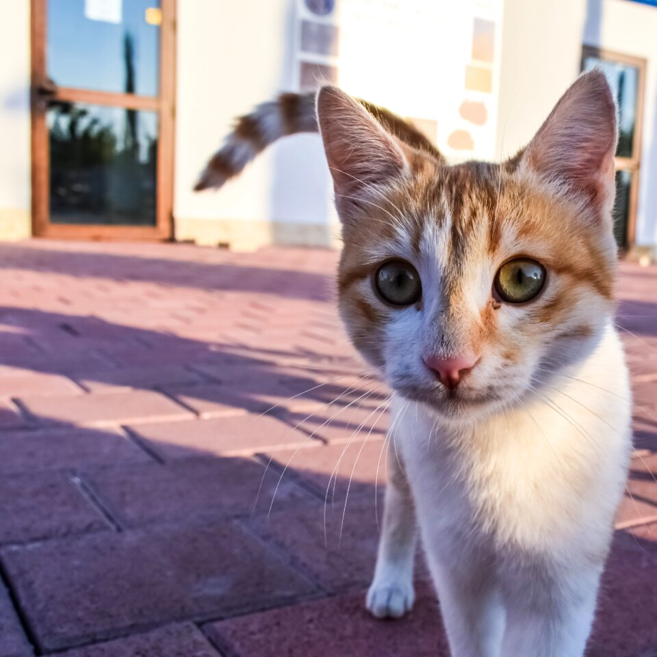 Feline animal eyes