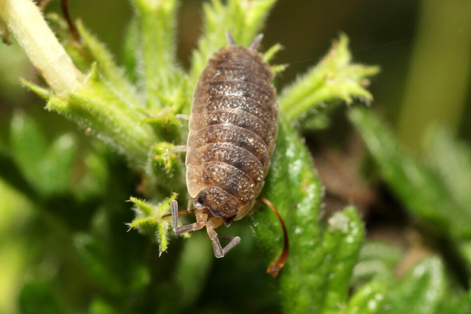 Nature caterpillar creature