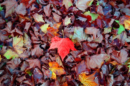 Autumn red leaf autumn colors photo