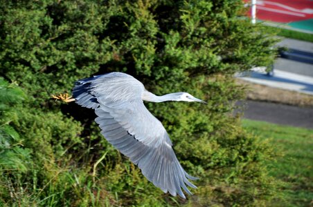 Heron white faced inflight