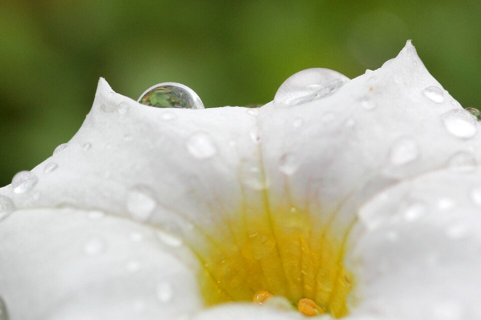 Drip dewdrop nature