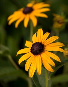 Summer flower garden bloom