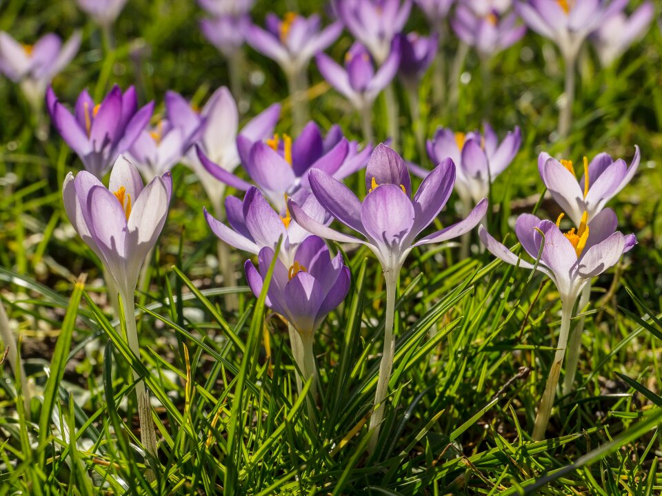 Flowers spring early bloomer