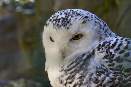Animal bill snowy owl photo