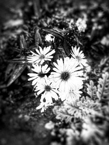 Decoration design blossom
