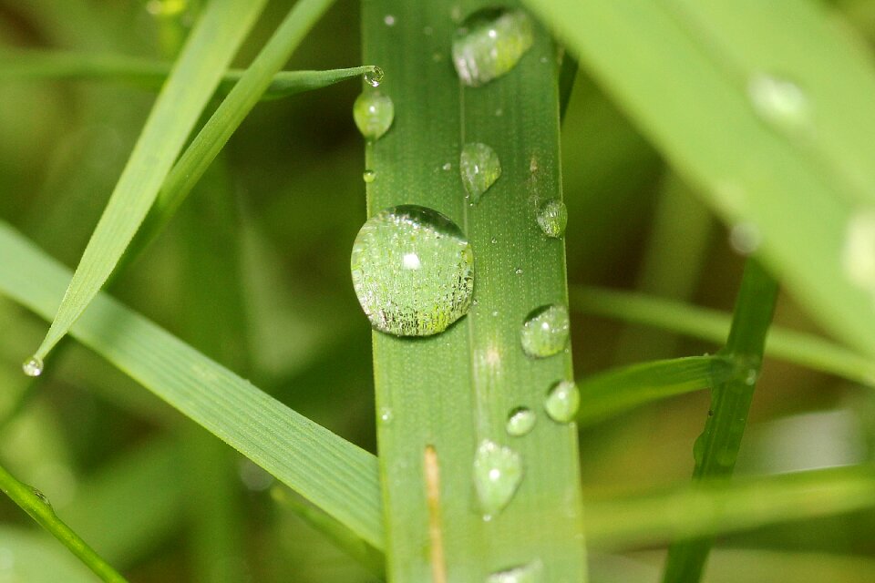 Drip dewdrop nature